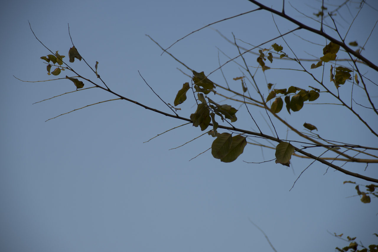 DSC02167.jpg