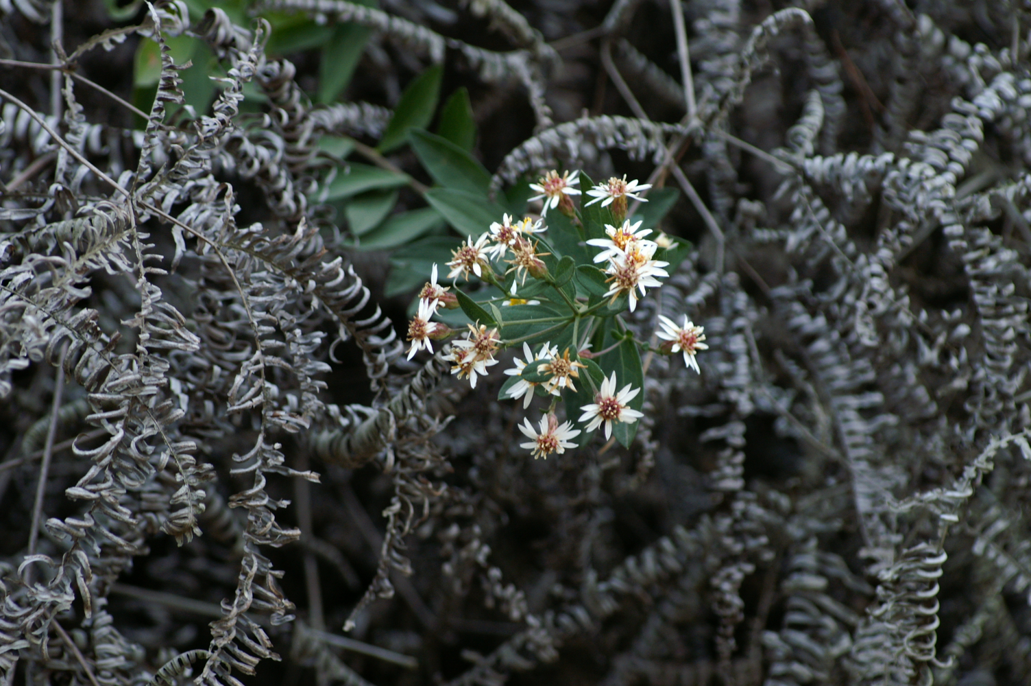 PICT0057.JPG