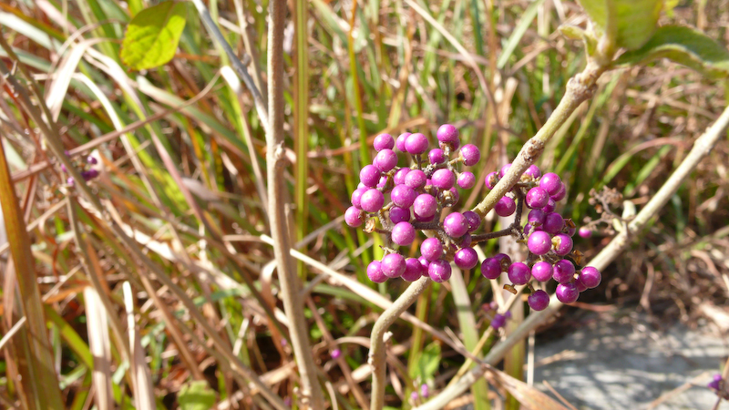 P1000895.jpg