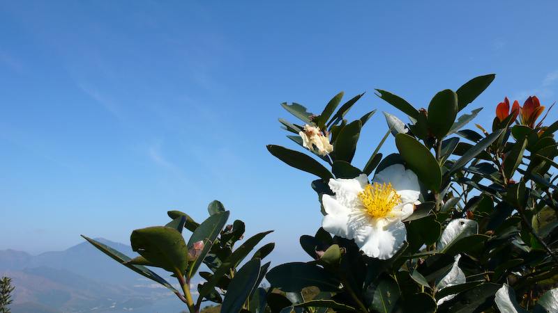 P1000915.jpg