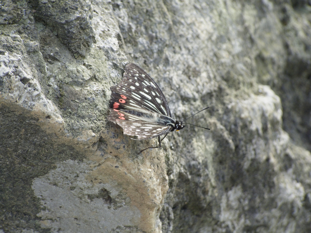 DSCF0219.jpg