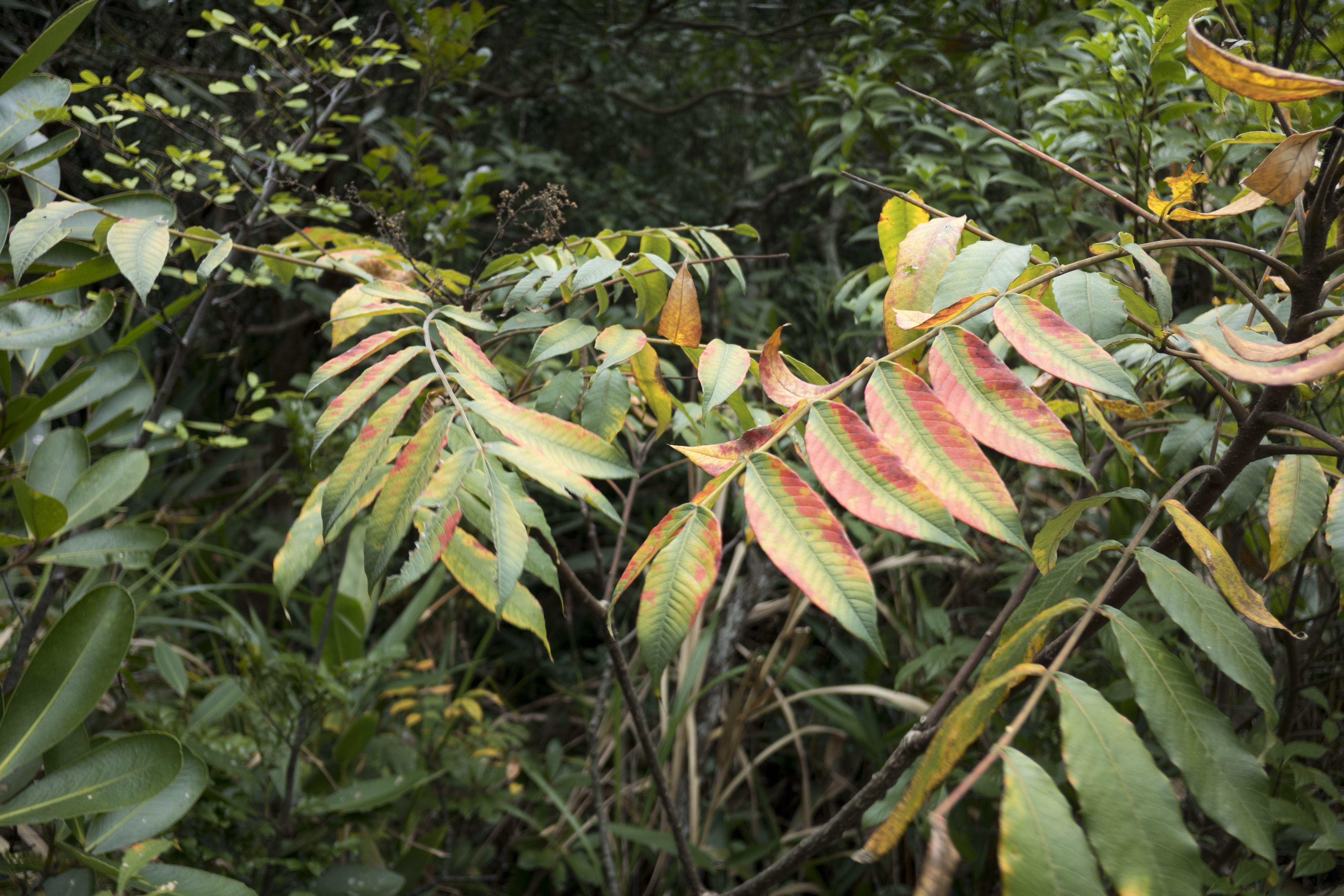 P1000206.jpg