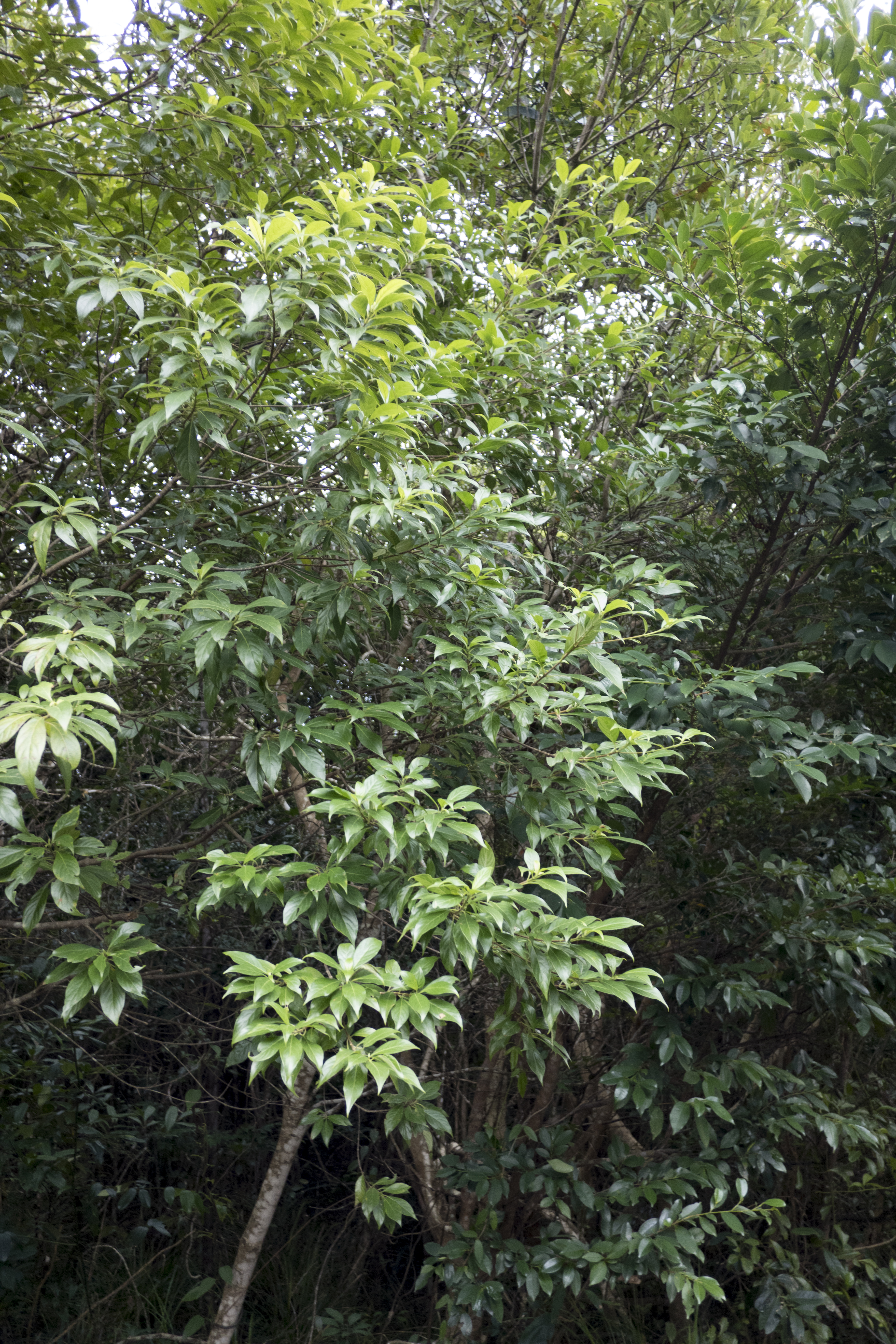 P1000224.jpg