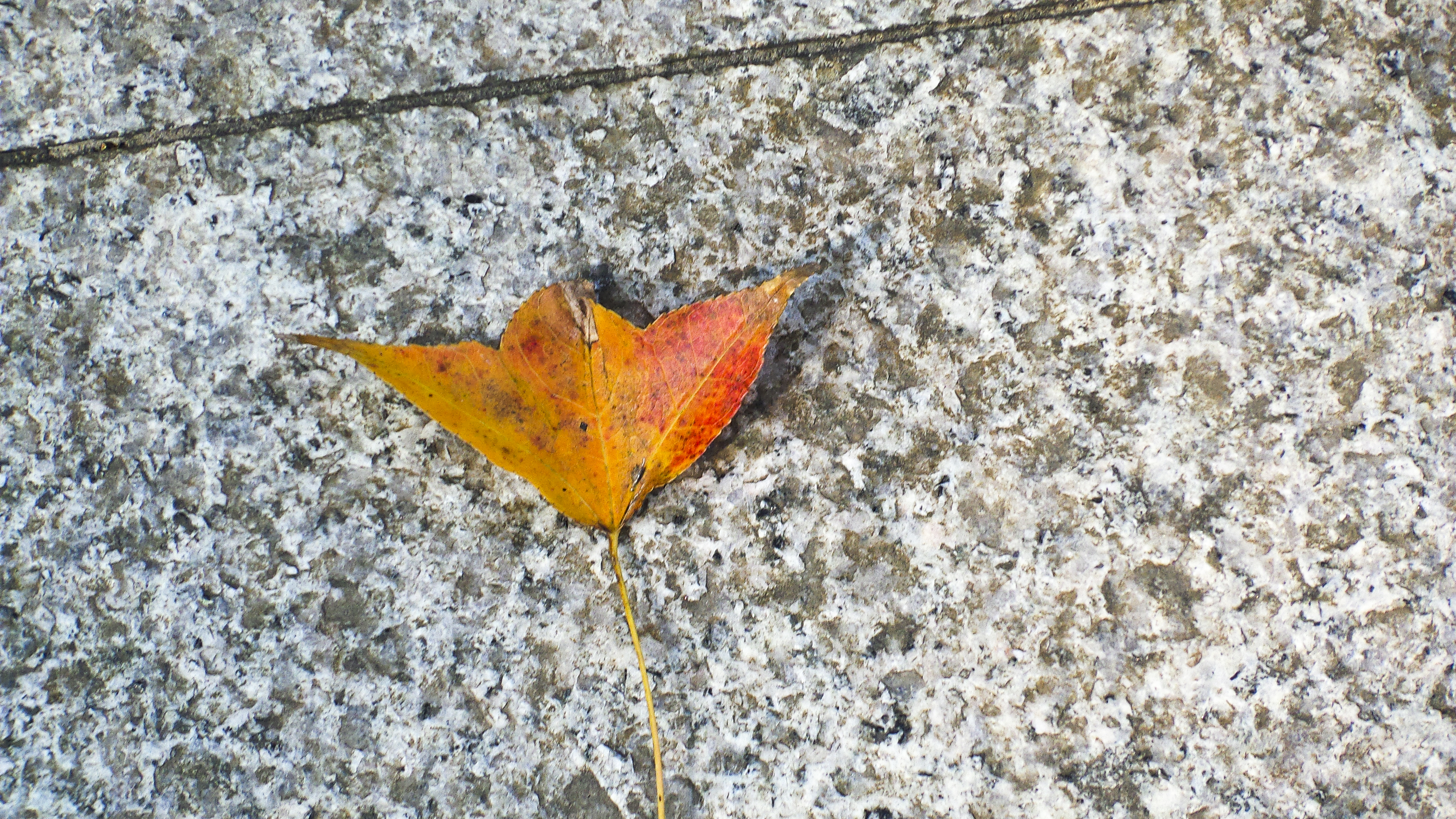 DSC_0860.jpg
