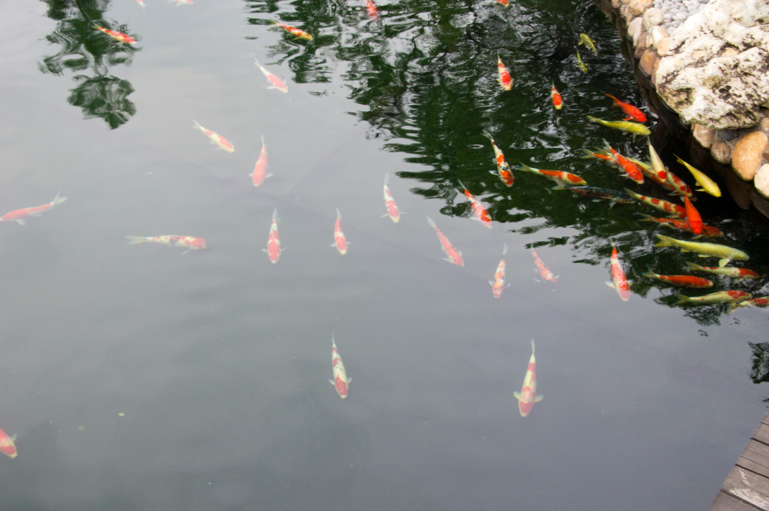 DSC00780.jpg