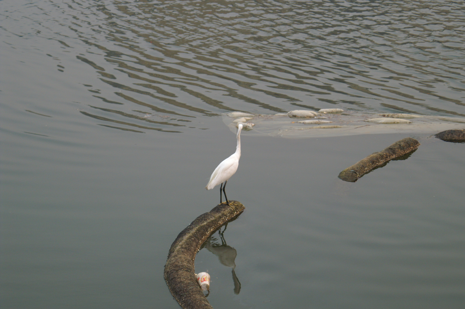 PICT0076.JPG