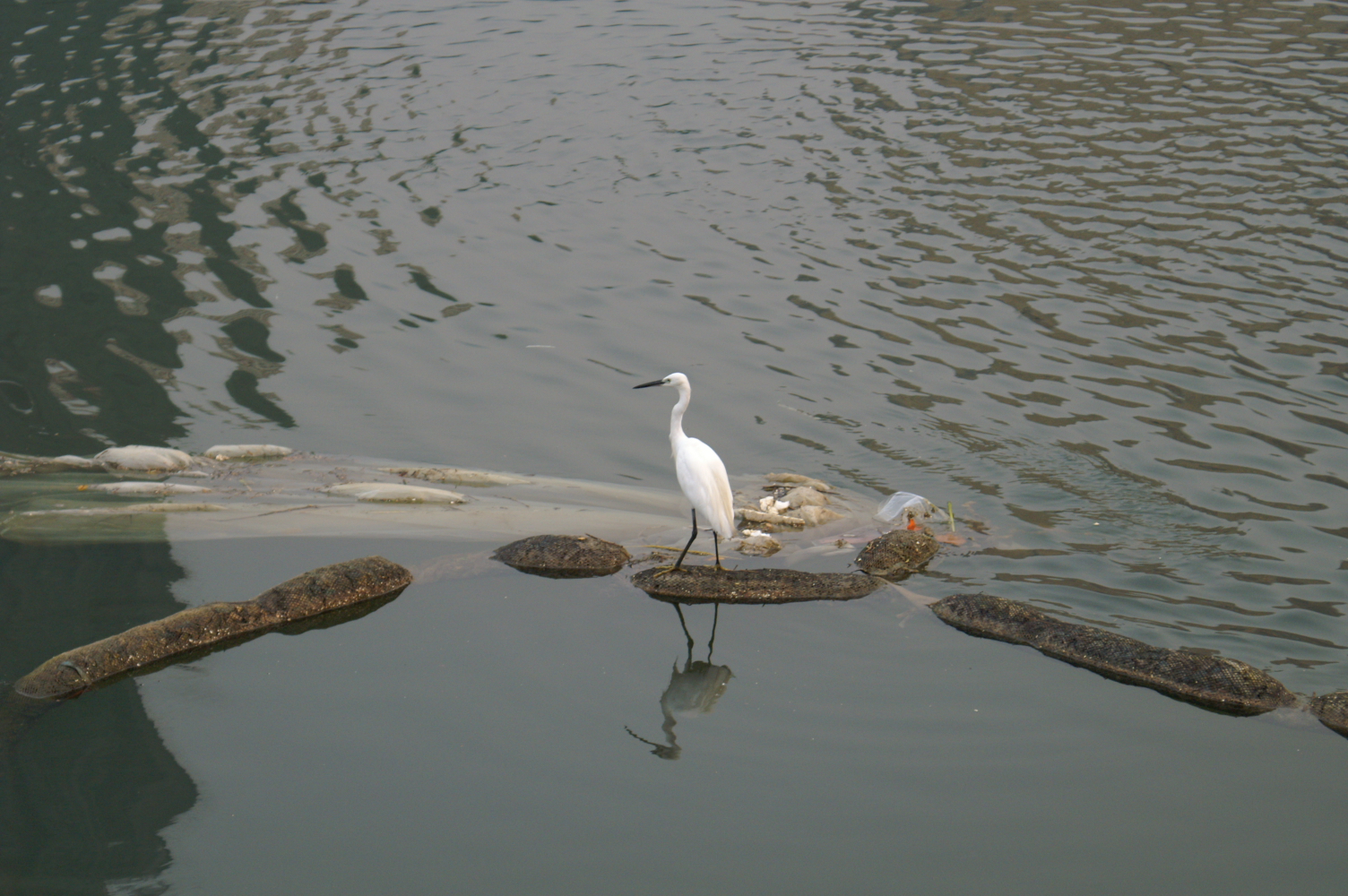 PICT0080.JPG