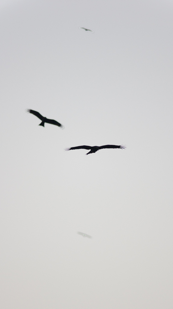 DSC09066.jpg