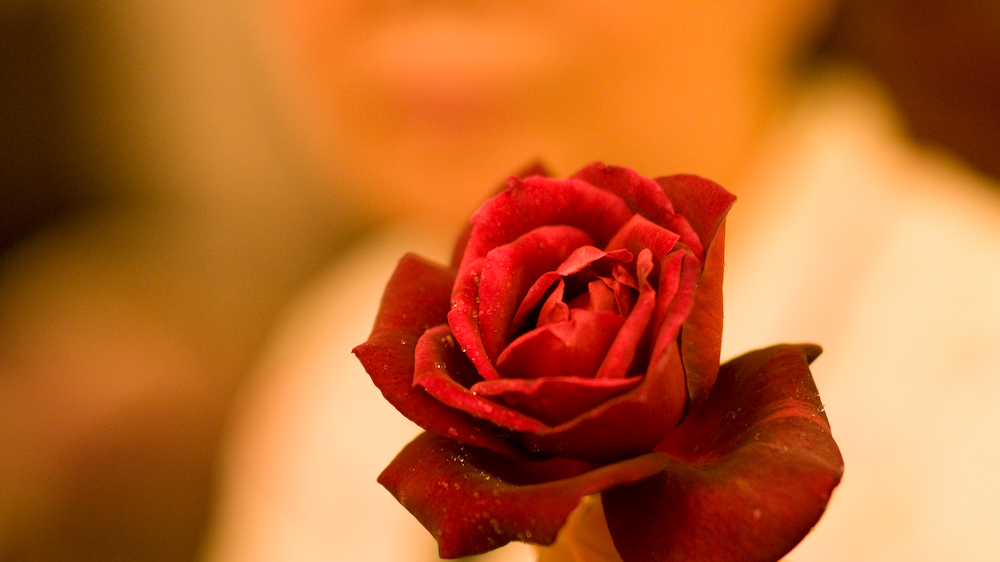 dsc02767.jpg