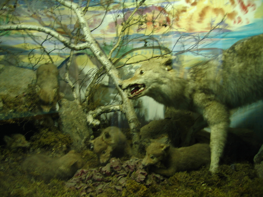IMG_1129.JPG