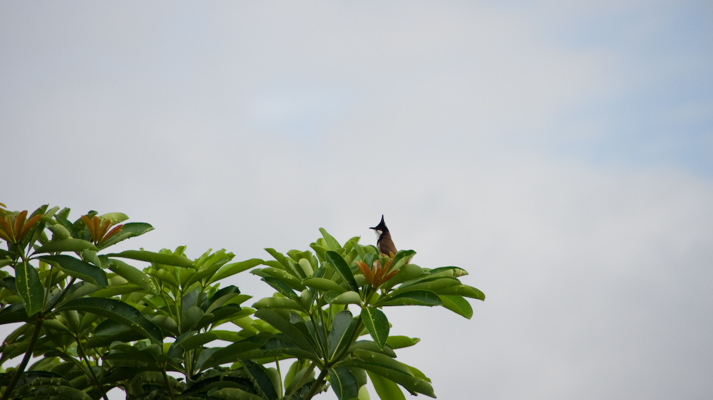 DSC09670.jpg