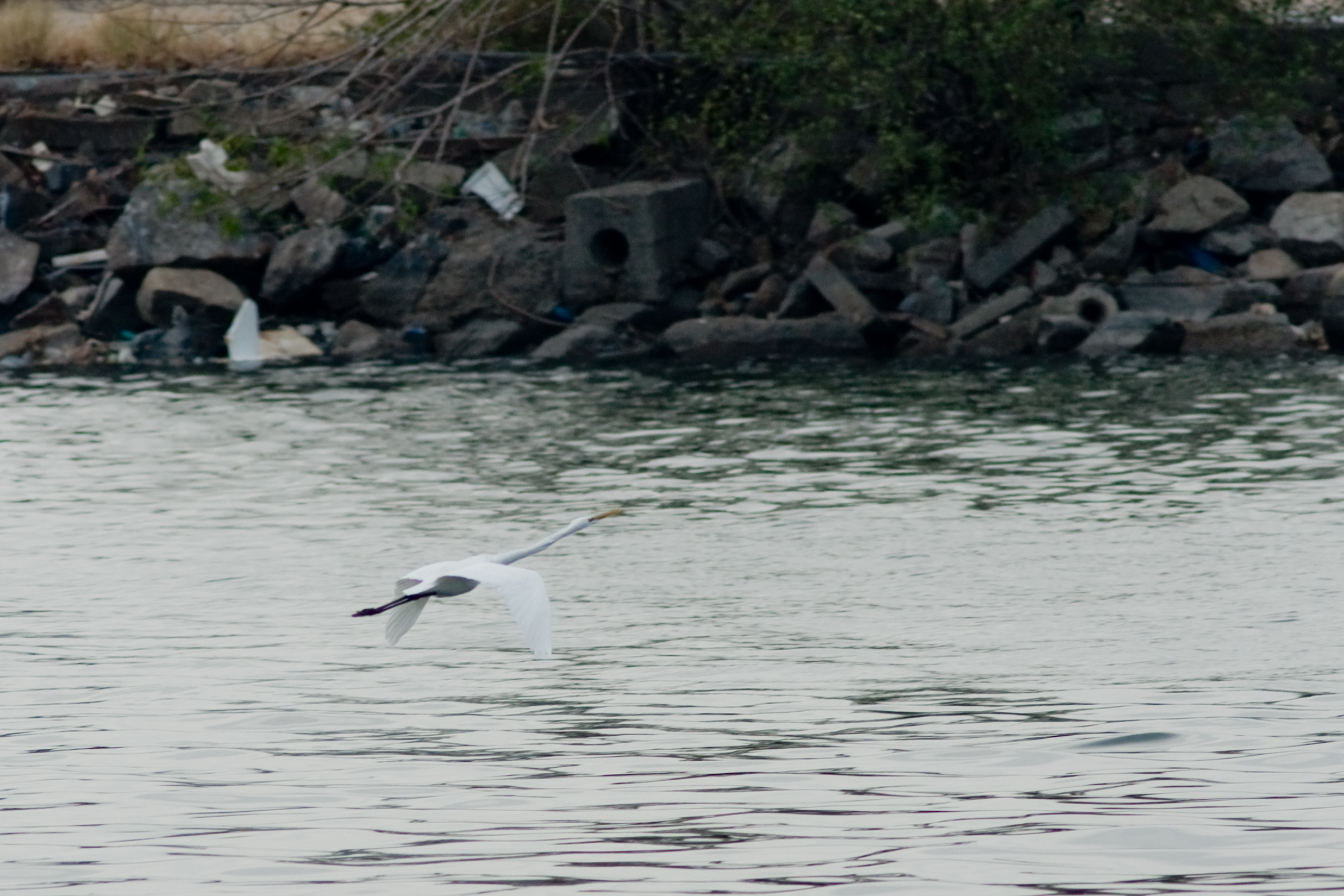 DSC01771.jpg