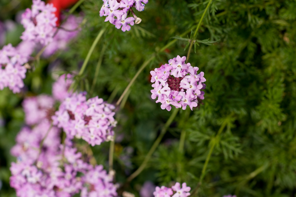 DSC01187.jpg