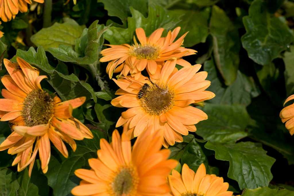 DSC01278.jpg
