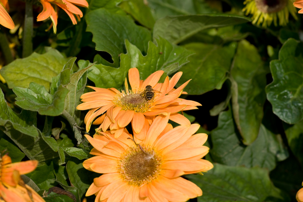 DSC01279.jpg