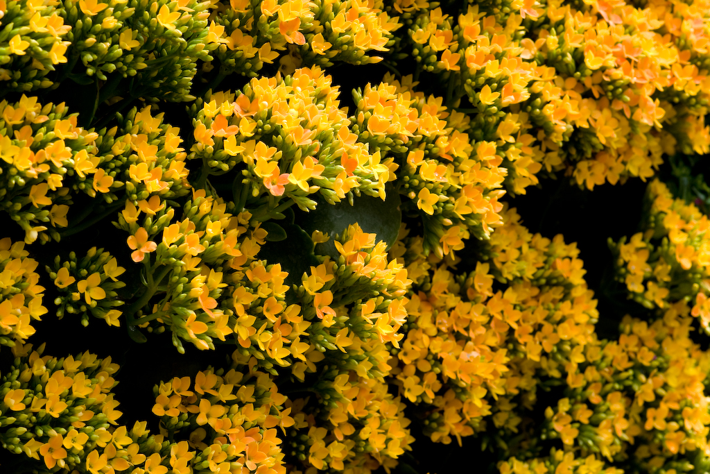 DSC01328.jpg