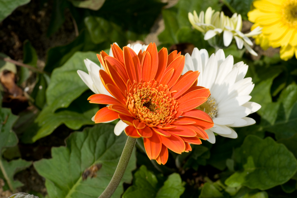 DSC01512.jpg