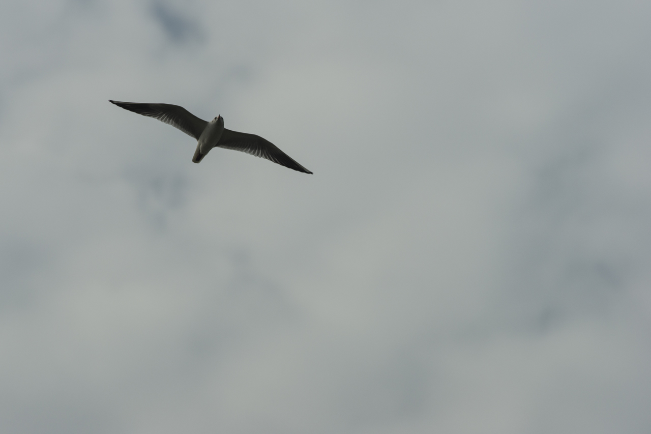 DSC01589.jpg