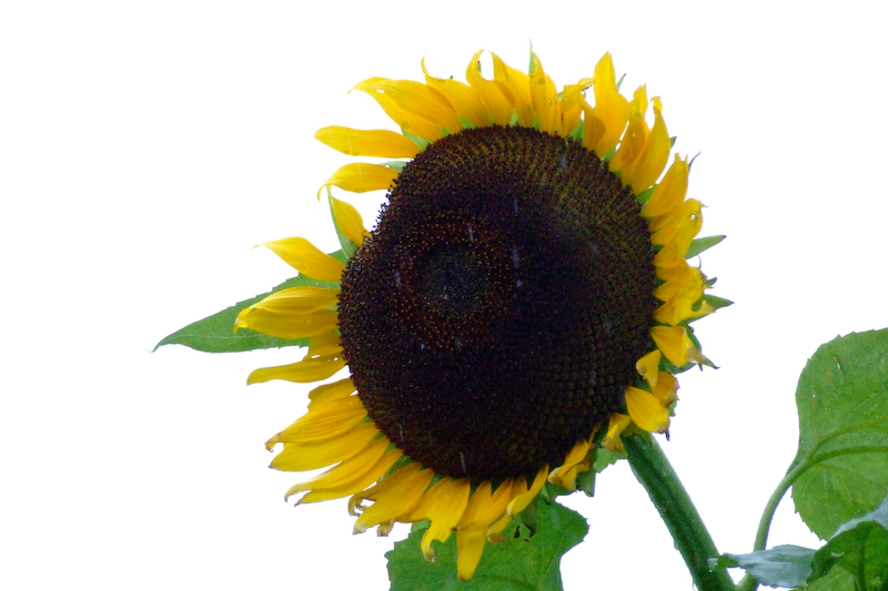 DSCF0094.jpg