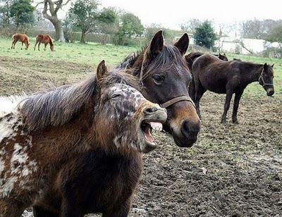 horse_photobombs_04.jpg
