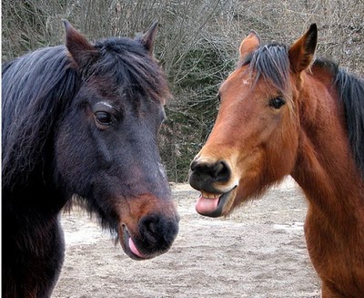 horse_photobombs_08.jpg