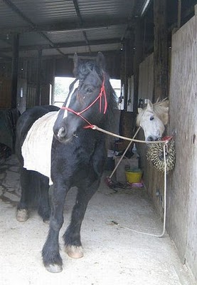 horse_photobombs_15.jpg
