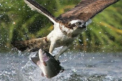 perfectly-timed-photos-of-animals-16.jpg