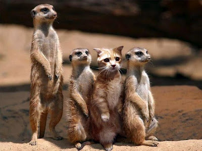 perfectly-timed-photos-of-animals-30.jpg