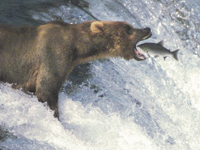perfectly-timed-photos-of-animals-8.jpg