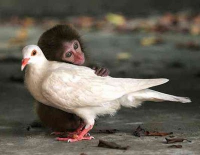 unlikely_animal_friendships_44.jpg