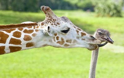 unlikely_animal_friendships_47.jpg