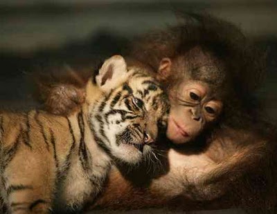 unlikely_animal_friendships_49.jpg