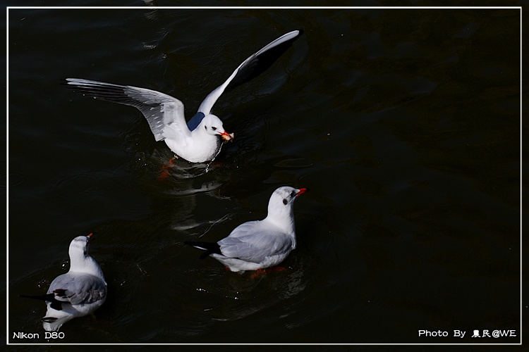 20091201150.jpg