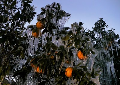 frost_in_florida_01.jpg