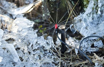 frost_in_florida_13.jpg