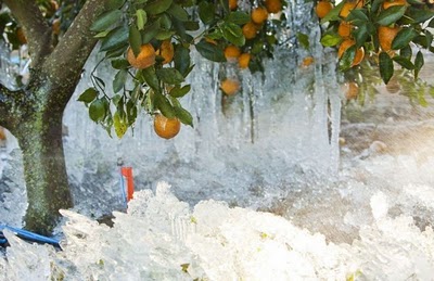 frost_in_florida_14.jpg