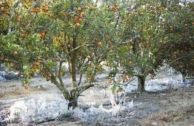 frost_in_florida_15.jpg