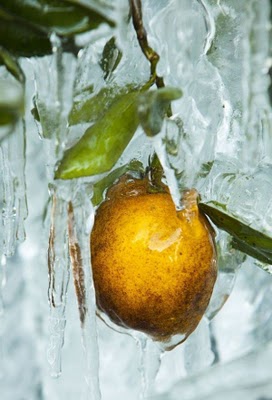 frost_in_florida_22.jpg