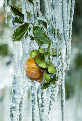 frost_in_florida_23.jpg