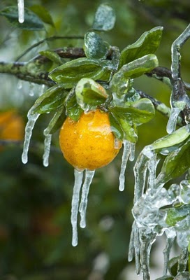 frost_in_florida_27.jpg