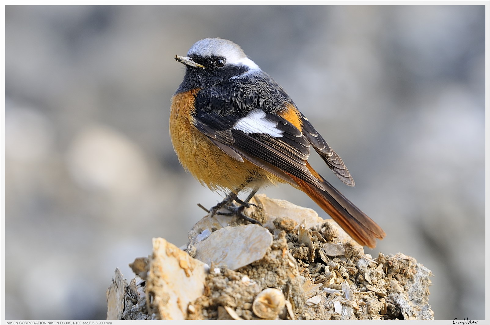 20100118-DaurianRedstart-cntlaw-01.jpg