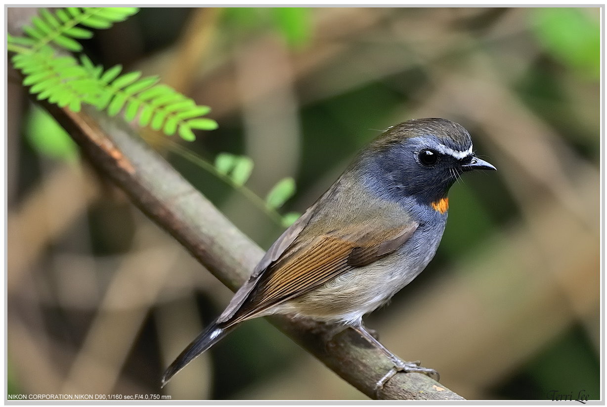 20100306-Rufous-gorgetedFlycatcher-tleetw-01.jpg