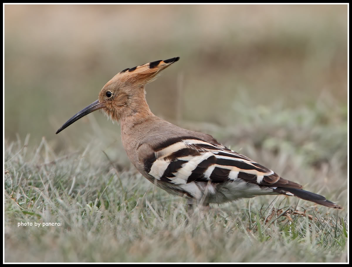 EURASIANHOOPOE2009PO3.jpg