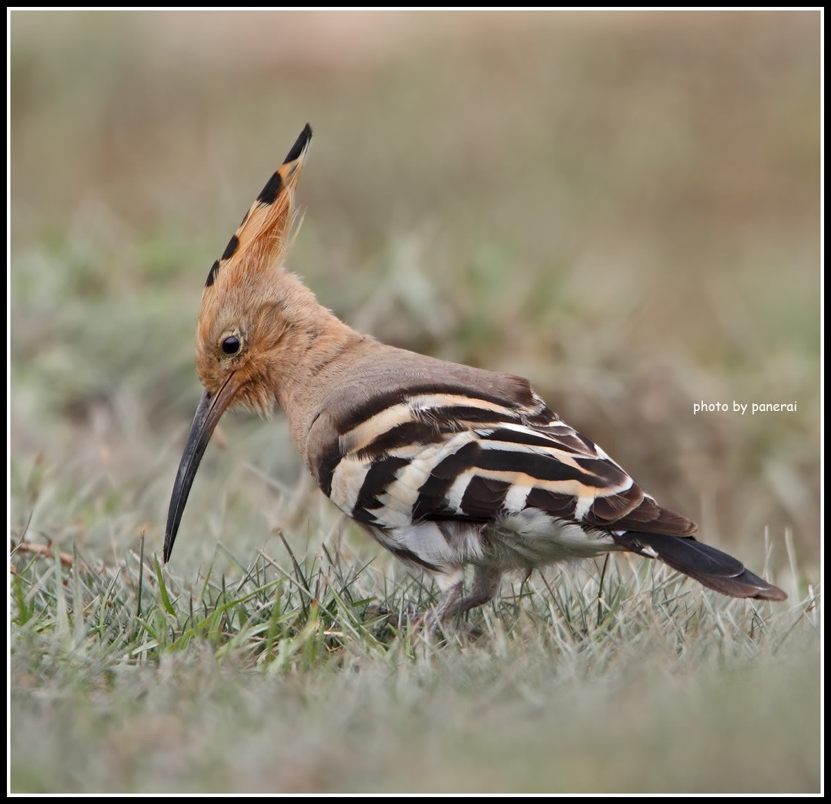 EURASIANHOOPOE2009PO4.jpg