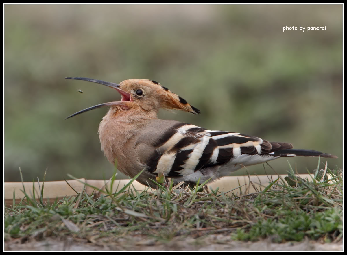 EURASIANHOOPOE2009PO5.jpg