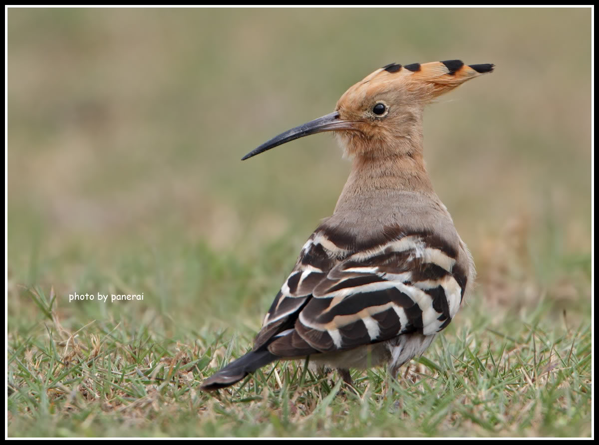 EURASIANHOOPOE2009PO6.jpg