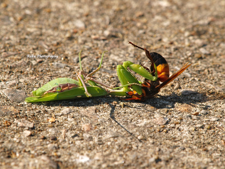 PA107995.jpg