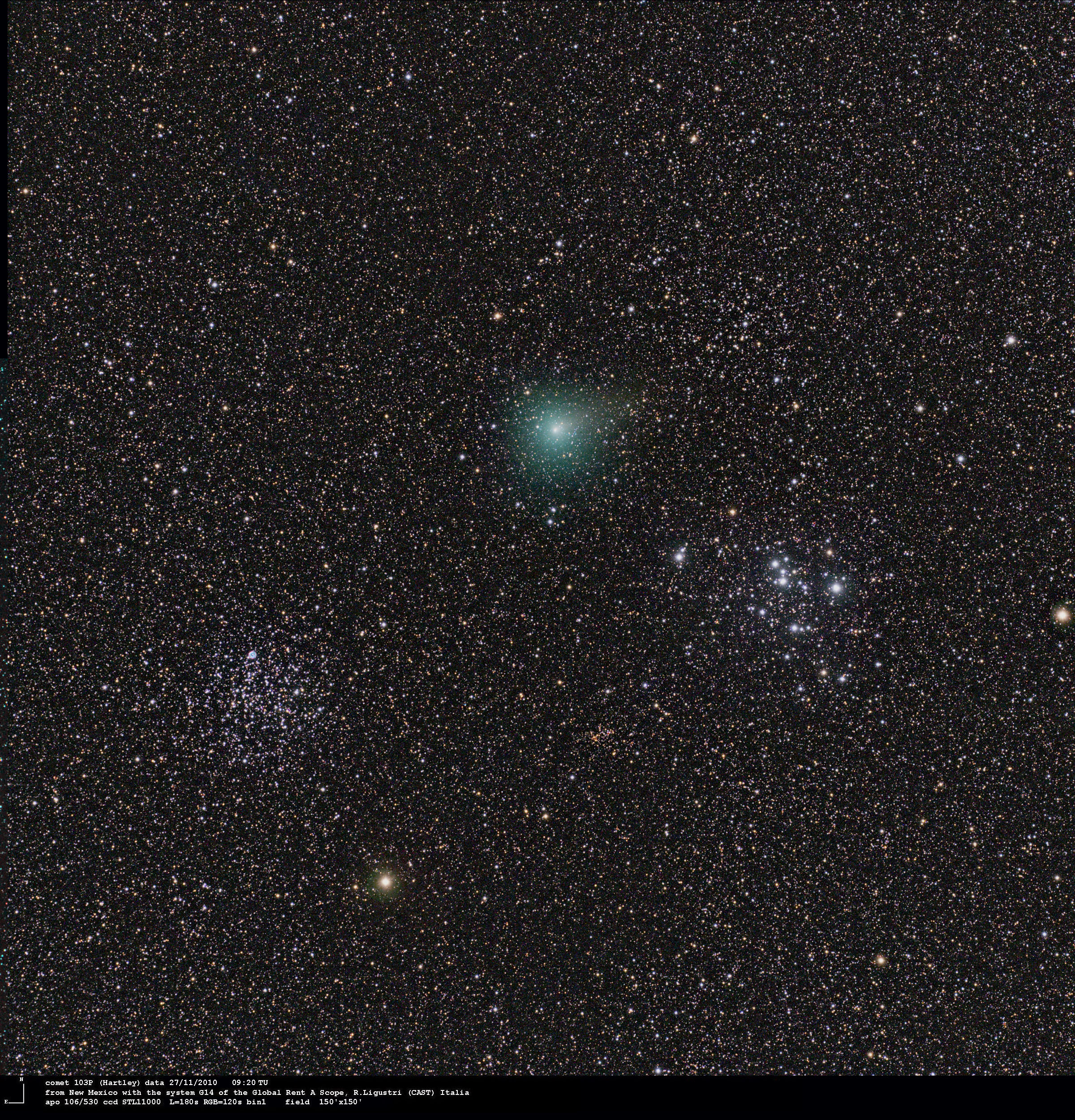 103P_101127ligustri.jpg