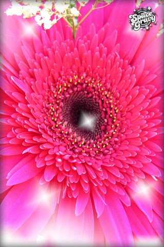 PinkFlower.jpg