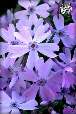 PurpleFlowers.jpg